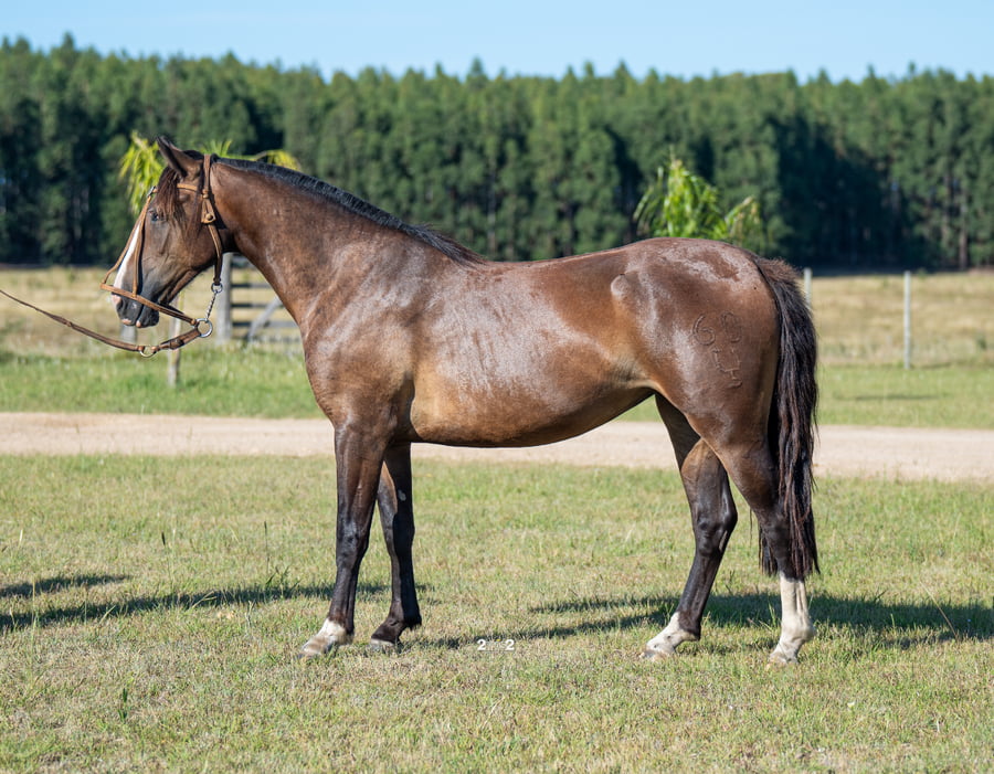 Lote FACEIRA SANTA DEL PORRÚA