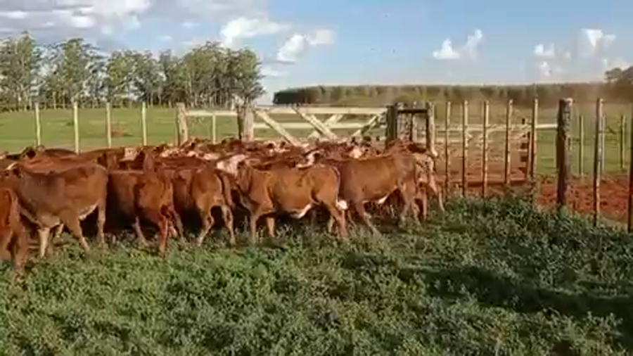 Lote 120 Terneros/as en Virasoro, Corrientes