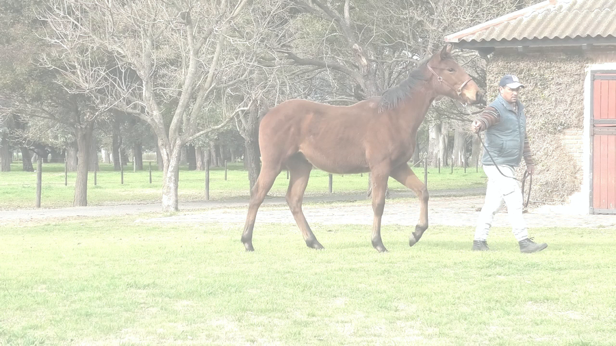 Lote CANTICO (SIXTIES SONG -  CANDYLAND)