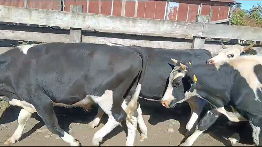 Lote 23 Novillo Engorda en Mariquina, XIV Región Los Ríos