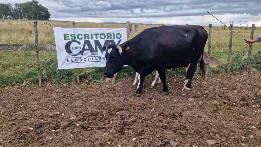 Lote 2 Piezas de cría a remate en Ultima pantalla del año - Escritorio Camy 480kg - , San José
