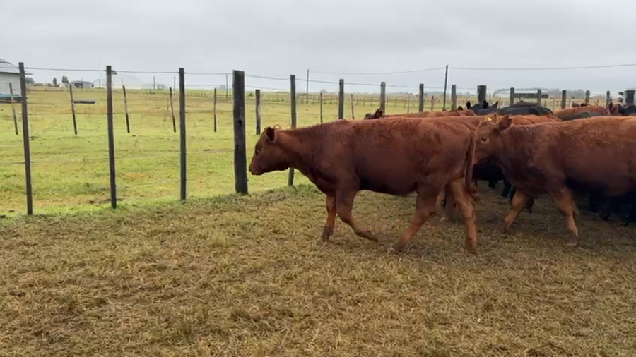 Lote 70 Terneras en Daireaux