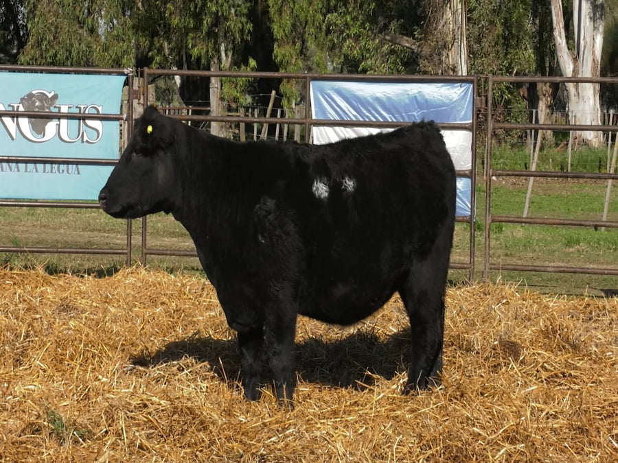 Lote VAQUILLONAS ANGUS  PP