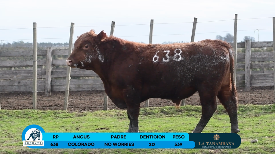 Lote Toro