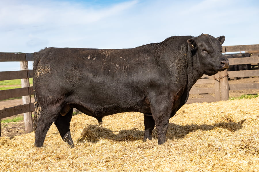 Lote Toro PP