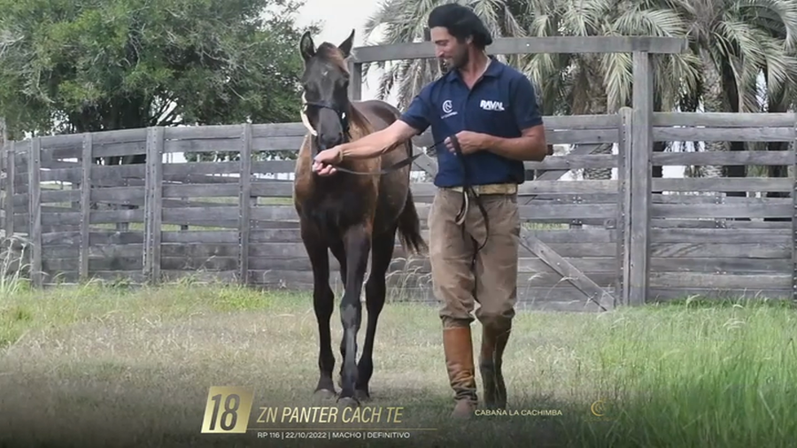 Lote Yeguarizos a remate en 6° Remate Especial de Velocidad, Montevideo