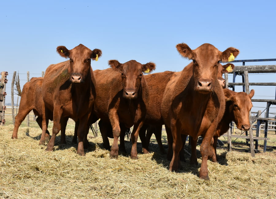 Lote HEMBRAS PURAS CONTROLADAS(COLORADA)(Corral 53)