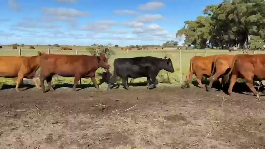 Lote 70 Vacas CUT preñadas