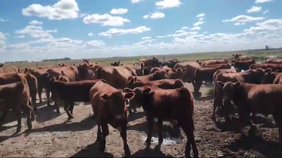 Lote 70 Terneros en Pehuajo