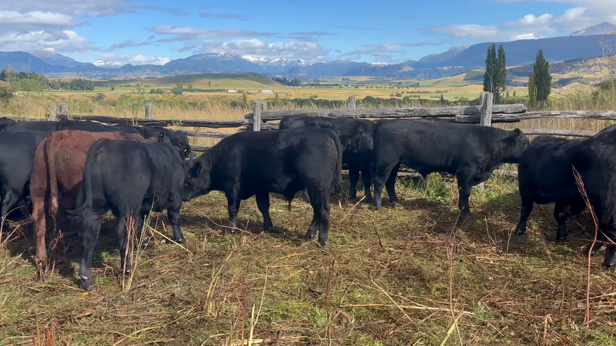 Lote 51 Ternero en Coyhaique, XI Región Aysén