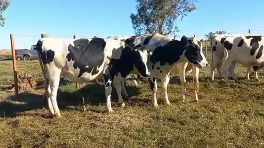 Lote Vaquillonas Preñadas- Elvira Julia