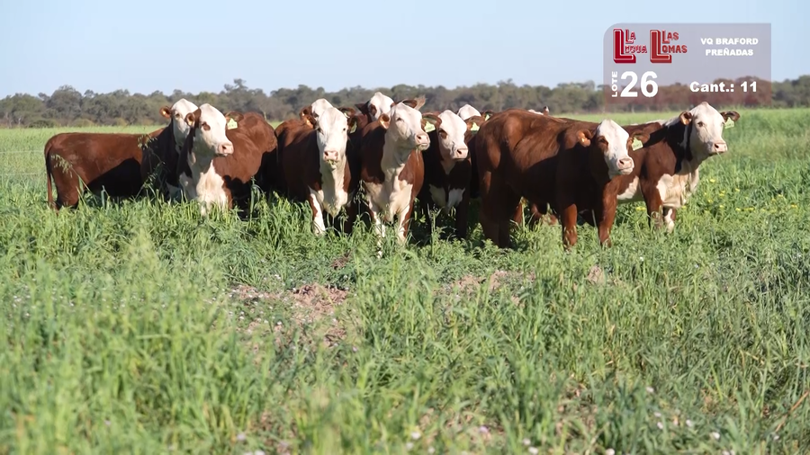 Lote VAQUILLONAS PREÑADAS BRAFORD