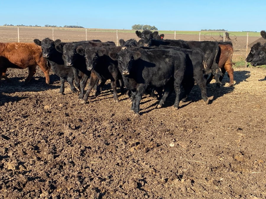 Lote 70 Terneros en Tres Arroyos, Buenos Aires