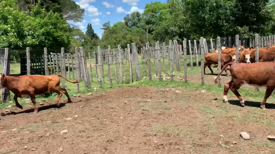 Lote 15 Terneras en Melo, Cerro Largo
