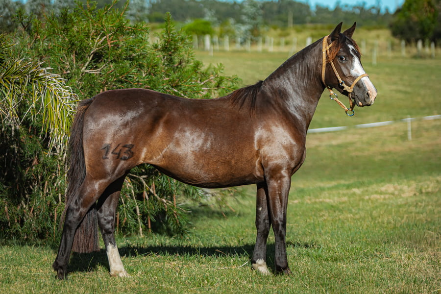 Lote Tobogan Muy Guapa