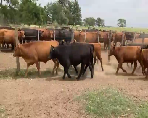 Lote 60Terneros/as en Azul, Buenos Aires