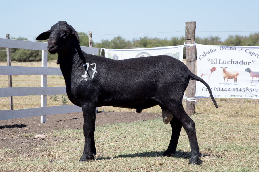 Lote OVINO STA. INES MACHO PPC