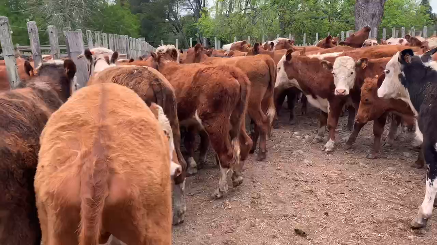 Lote 63 Novillos 1 a 2 años en Melo, Cerro Largo