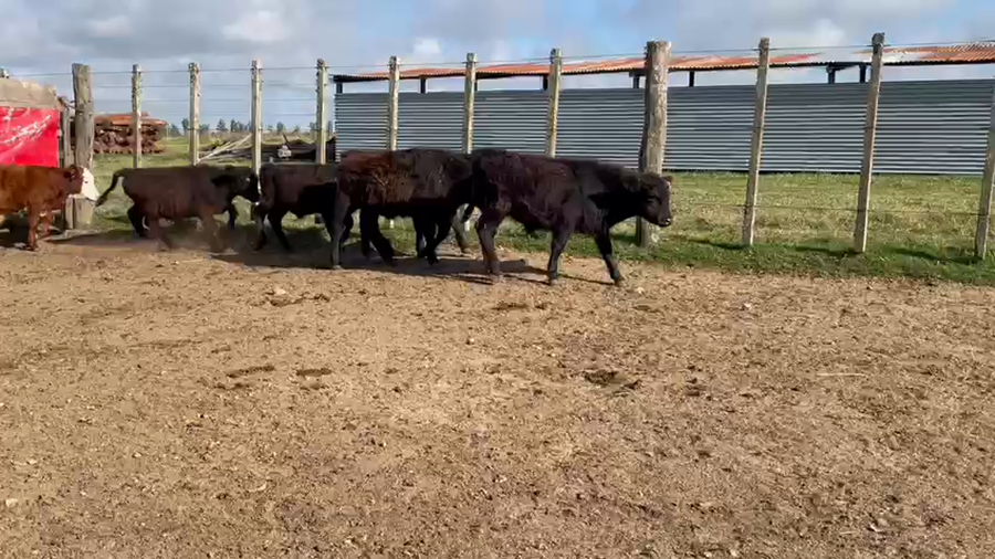 Lote 6 Terneros AA-HER-CRUZA a remate en 4to remate ENTRE MARTILLOS 100kg -  en R 3 KM 132