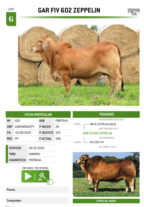 Lote LOTE 6
