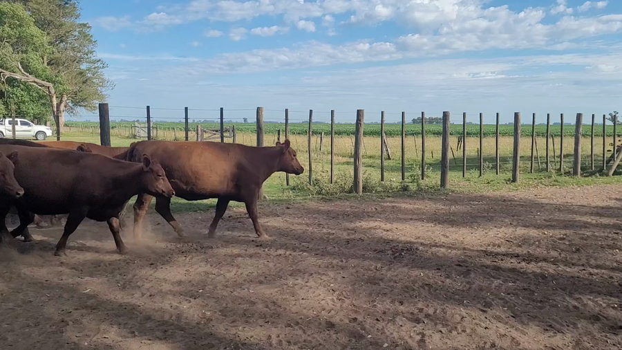 Lote 21 Vacas nuevas Preñadas en Saladillo