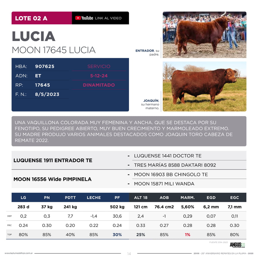 Lote RP 17645 y RP 17649 - VAQUILLONAS ELECCIÓN PP