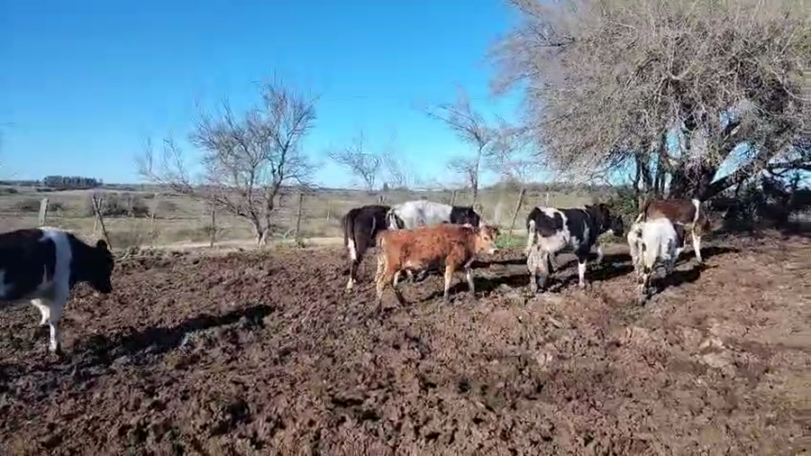 Lote 8 Terneros a remate en Pantalla Aniversario - Escritorio Camy, San José