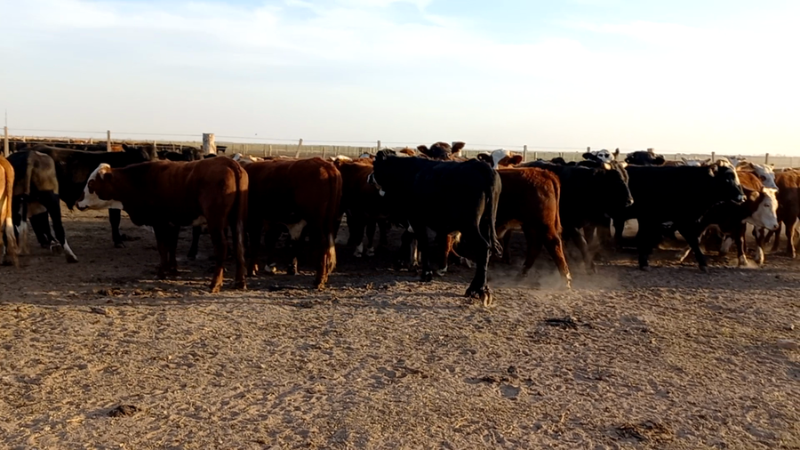 Lote 42 Novillitos Braford en Altos de Chipion, Córdoba