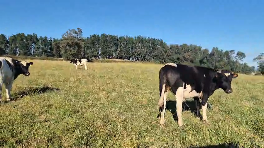 Lote 70 Novillo Engorda en Vilcún, IX Región Araucanía