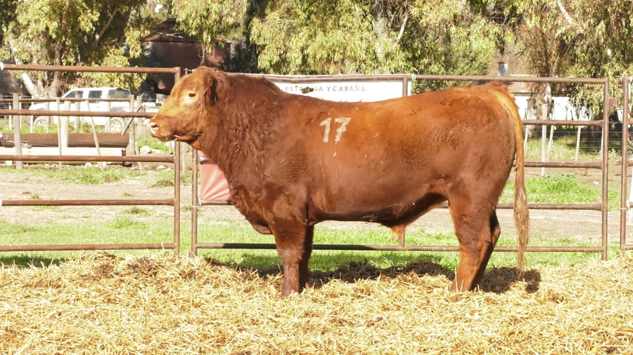 Lote TOROS ANGUS COLORADOS PC