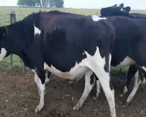 Lote 5 Vaquillonas  HOLANDO 400kg - , San José