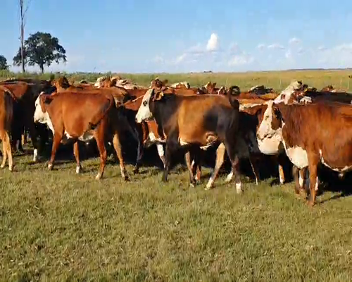 Lote 70 Novillos en Col. Sta Rosa, Corrientes