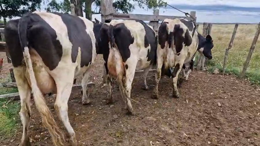 Lote 3 Vaca a remate en Ultima pantalla del año - Escritorio Camy 500kg - , San José