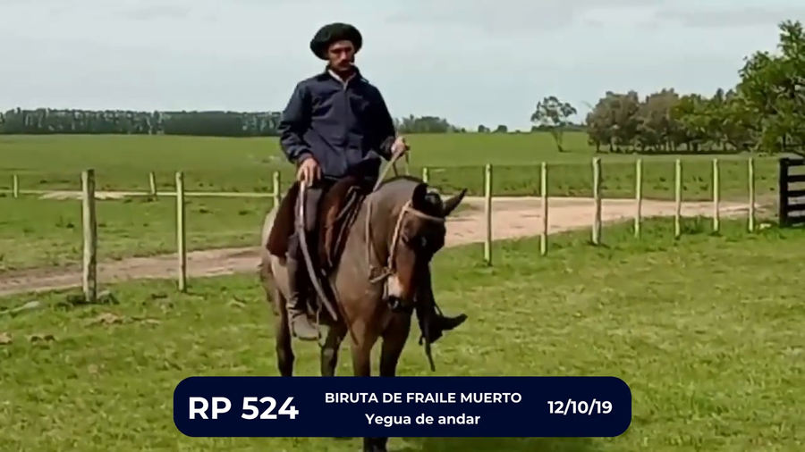 Lote BIRUTA DE FRAILE MUERTO