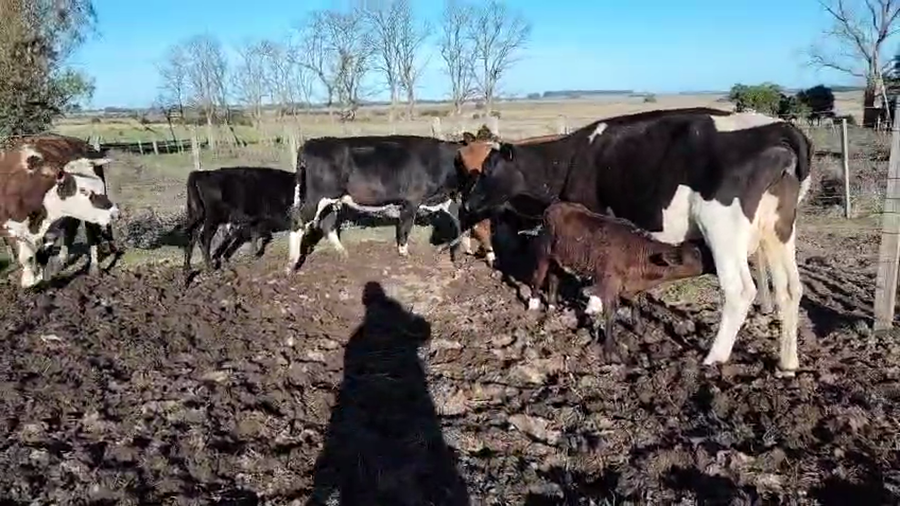 Lote 8 Piezas de cría a remate en Pantalla Camy, San José