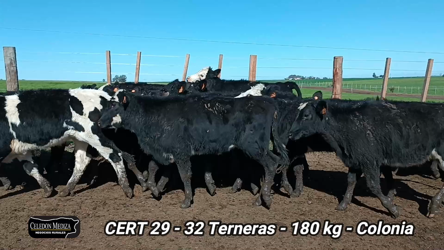 Lote 32 Terneras en La Horqueta, Colonia