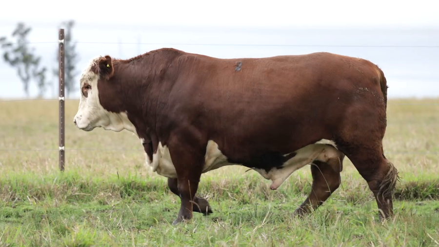 Lote Toros