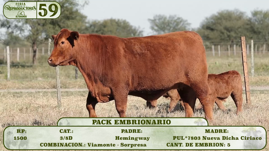 Lote LOTE 59