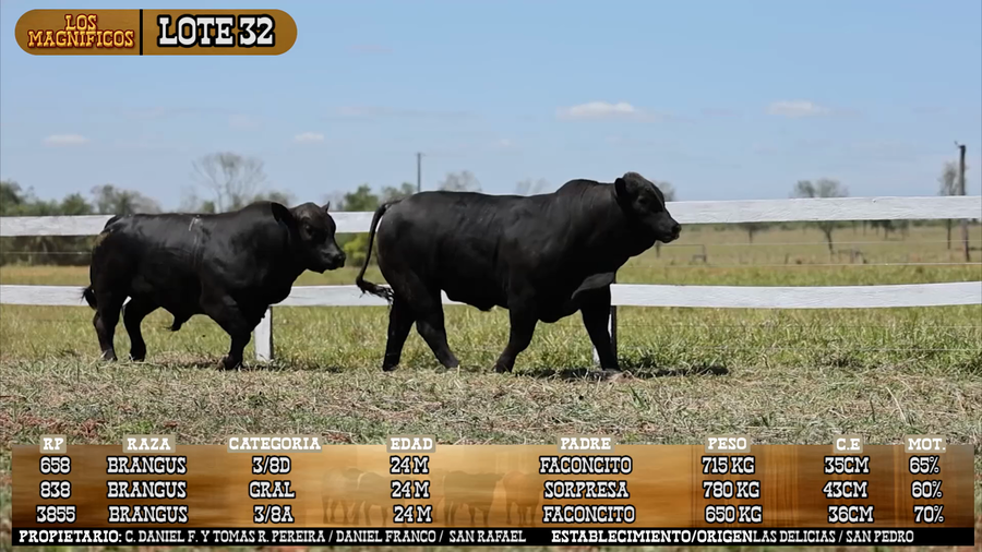 Lote LOTE 32 - VIVO