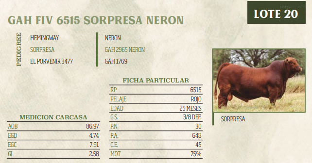 Lote LOTE 20