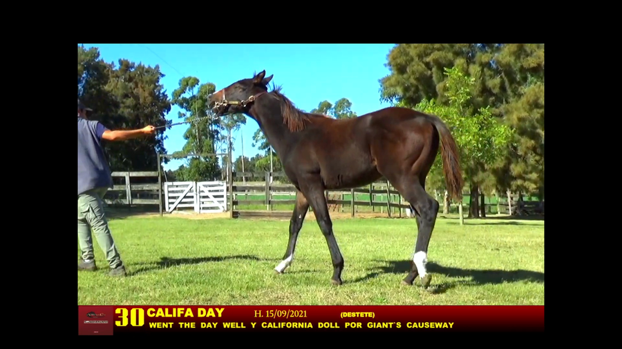 Lote CALAFIA DAY