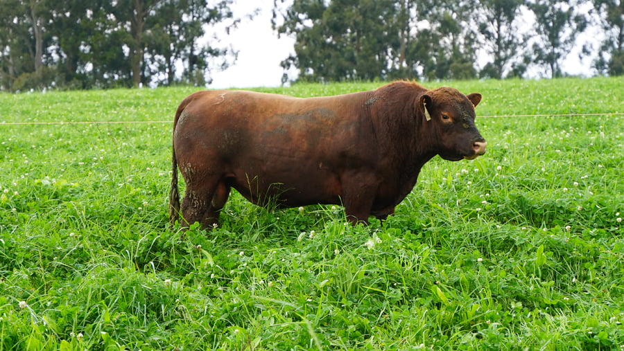 Lote (Vendido)Toros a remate en Ganadera Barracas S.A en Caraguata
