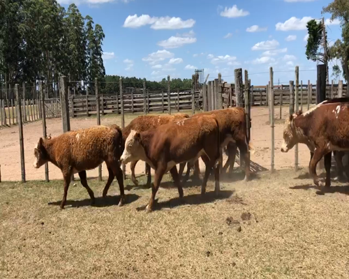 Lote 13 Terneros en Cerro Largo, Cerro Largo