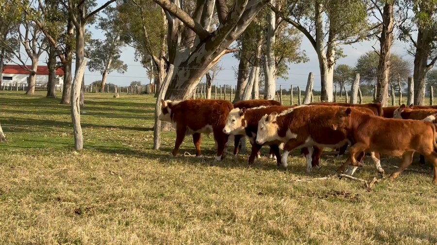 Lote 74 Terneros/as