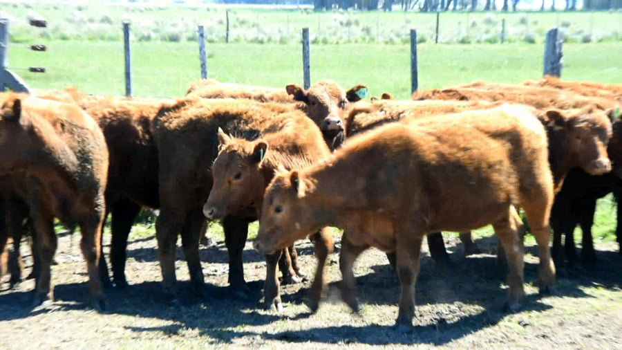 Lote Ternera seleccionada para madre