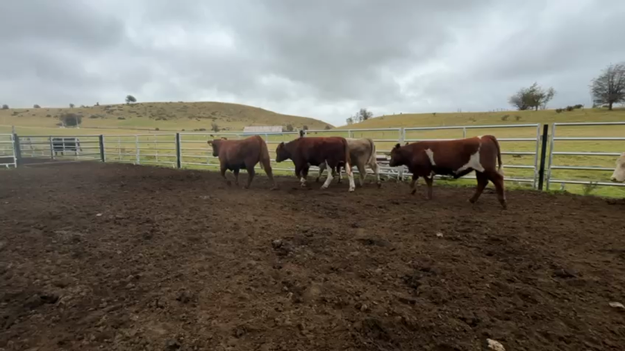 Lote 34 Novillo Engorda en Coyhaique, XI Región Aysén