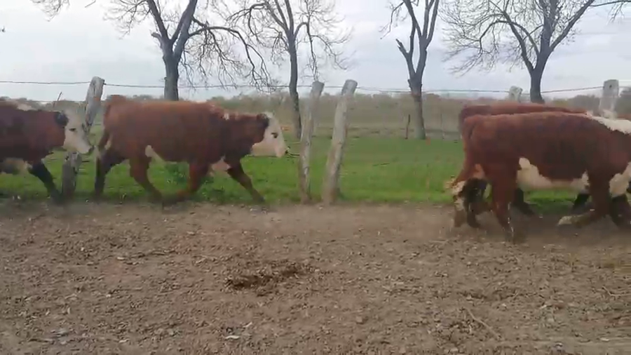 Lote 76 Terneros/as en Entre Ríos, Federal