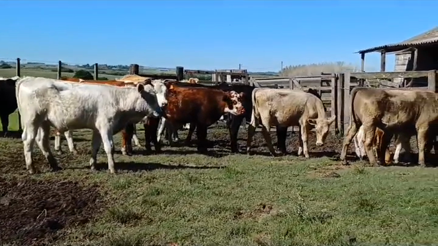 Lote 18 Terneros CHAROLAIS - ANGUS/ RA - CRUZAS a remate en #44 Pantalla Carmelo 160kg -  en COSTAS DEL ROSARIO