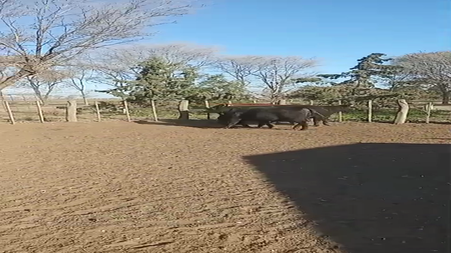 Lote VAQUILLONAS PC Parición primavera