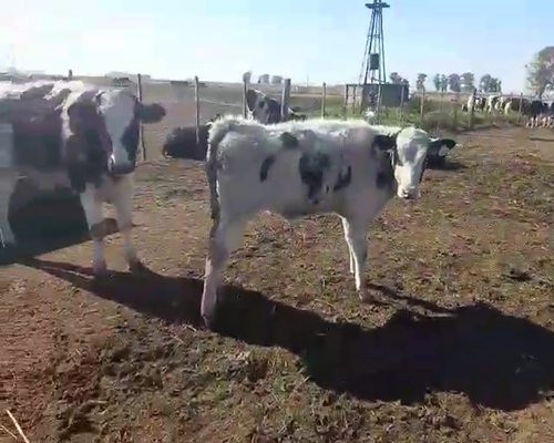 Lote 12 Terneros en Pehuajó, Buenos Aires